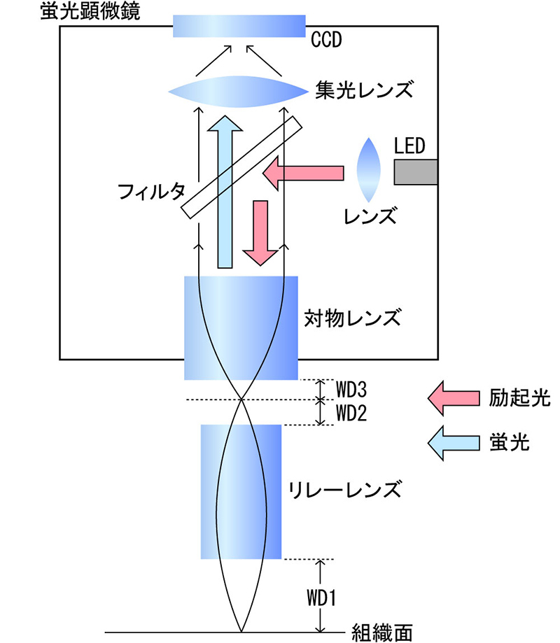 小型蛍光顕微鏡の基本構成図