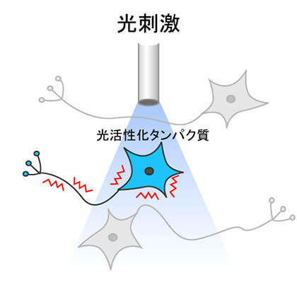 オプトジェネティクス光刺激の図